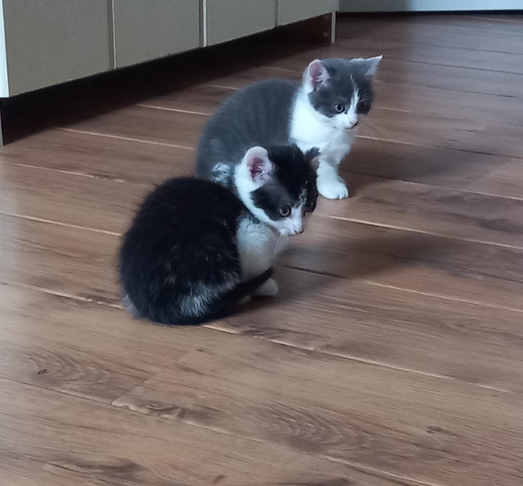 Schattige kittens (allebei gereserveerd), Ophalen of Verzenden