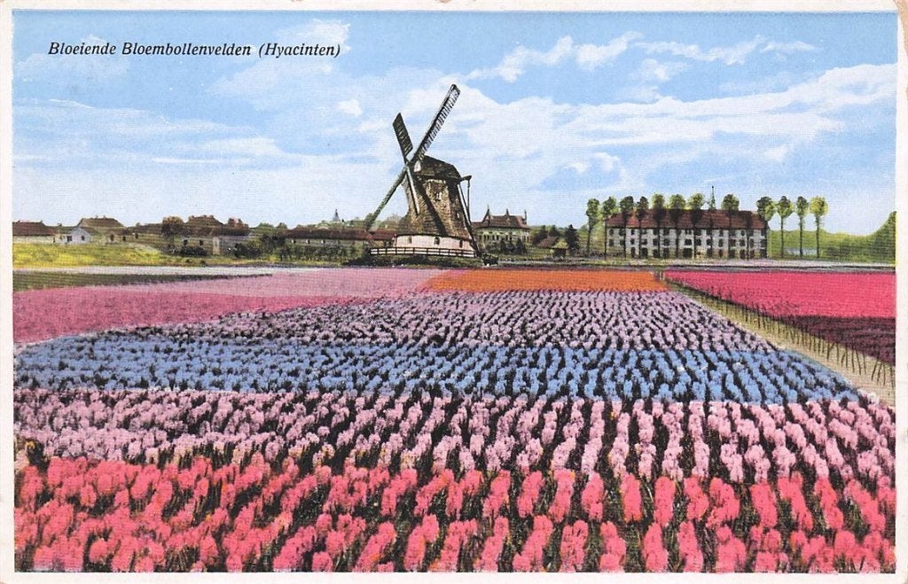 703-363-035 Bloeiende Bloembollenvelden (Hyacinten), Verzenden, Voor 1920, Noord-Holland
