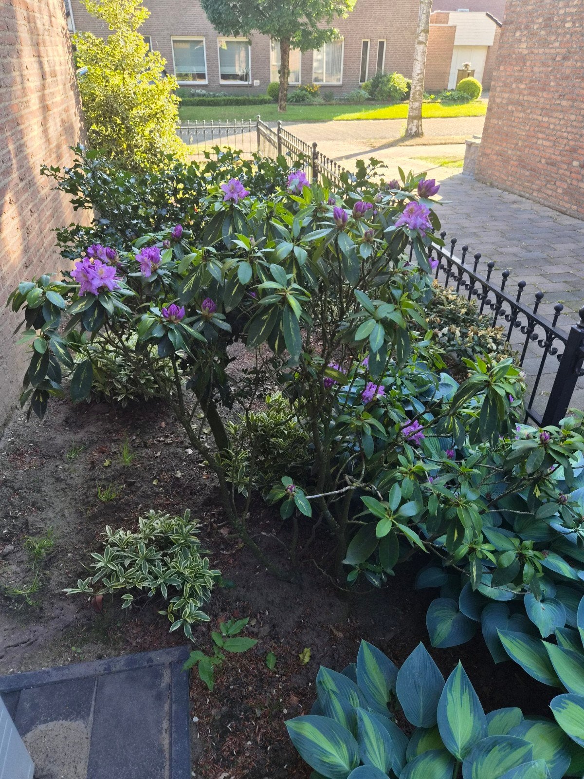 Bontbladige Rhododendron - Prachtige Bloeier, Vaste plant, Halfschaduw, Lente, Ophalen