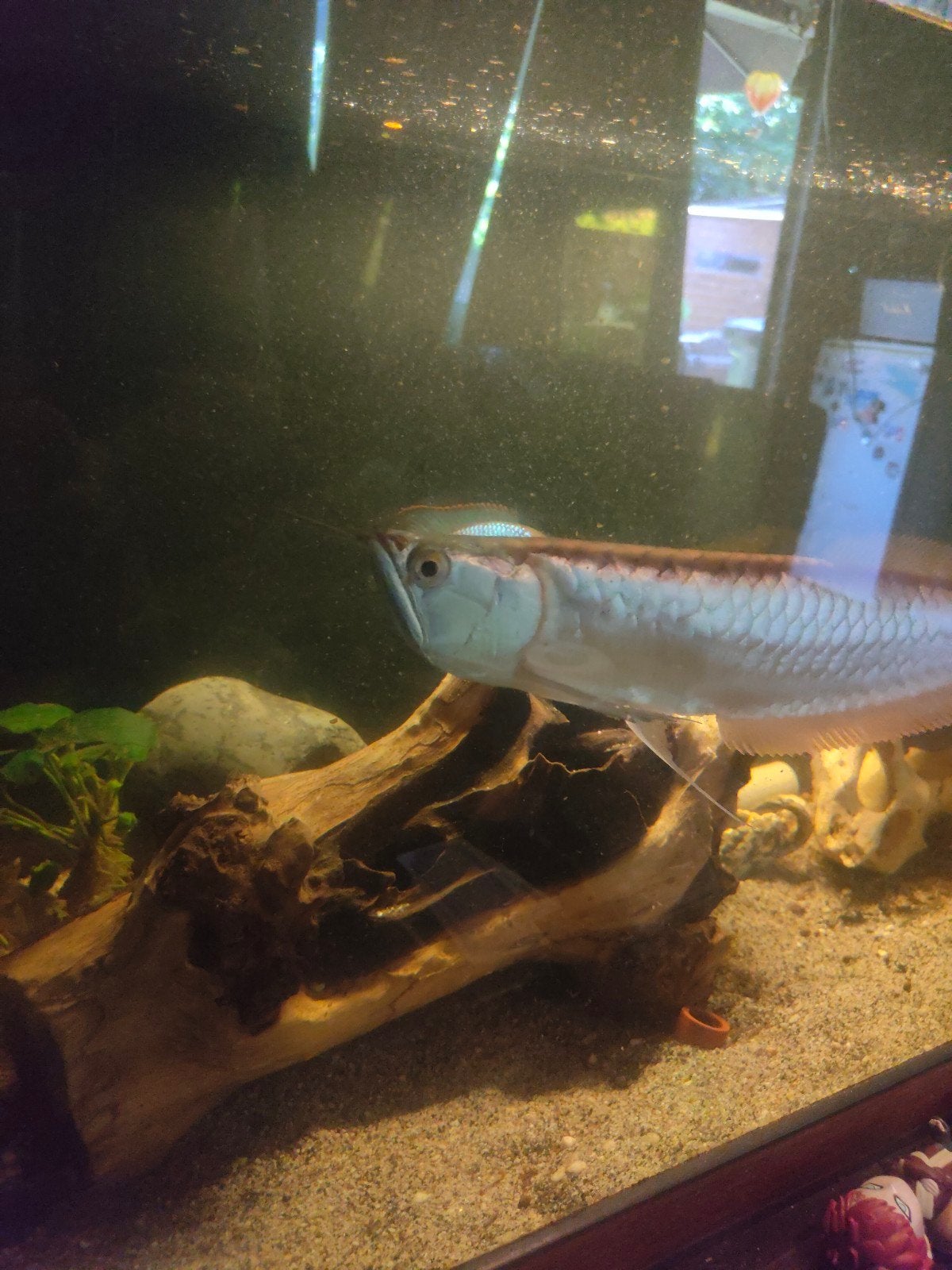 Arowana, Dieren en Toebehoren, Vissen | Aquariumvissen, Vis, Zoetwatervis