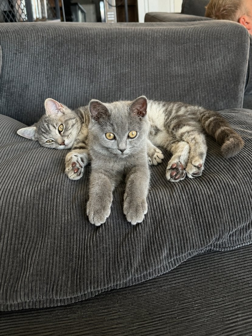 Britse korthaar kittens 🐾, Dieren en Toebehoren, Katten en Kittens | Raskatten | Korthaar, Meerdere dieren