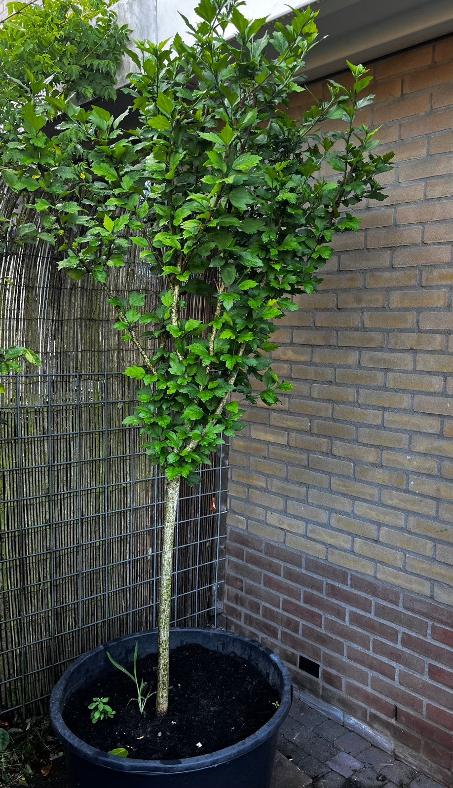 Prachtige Hibiscus syriacus 200 cm, Bloeit niet, Halfschaduw, Overige soorten, 100 tot 250 cm