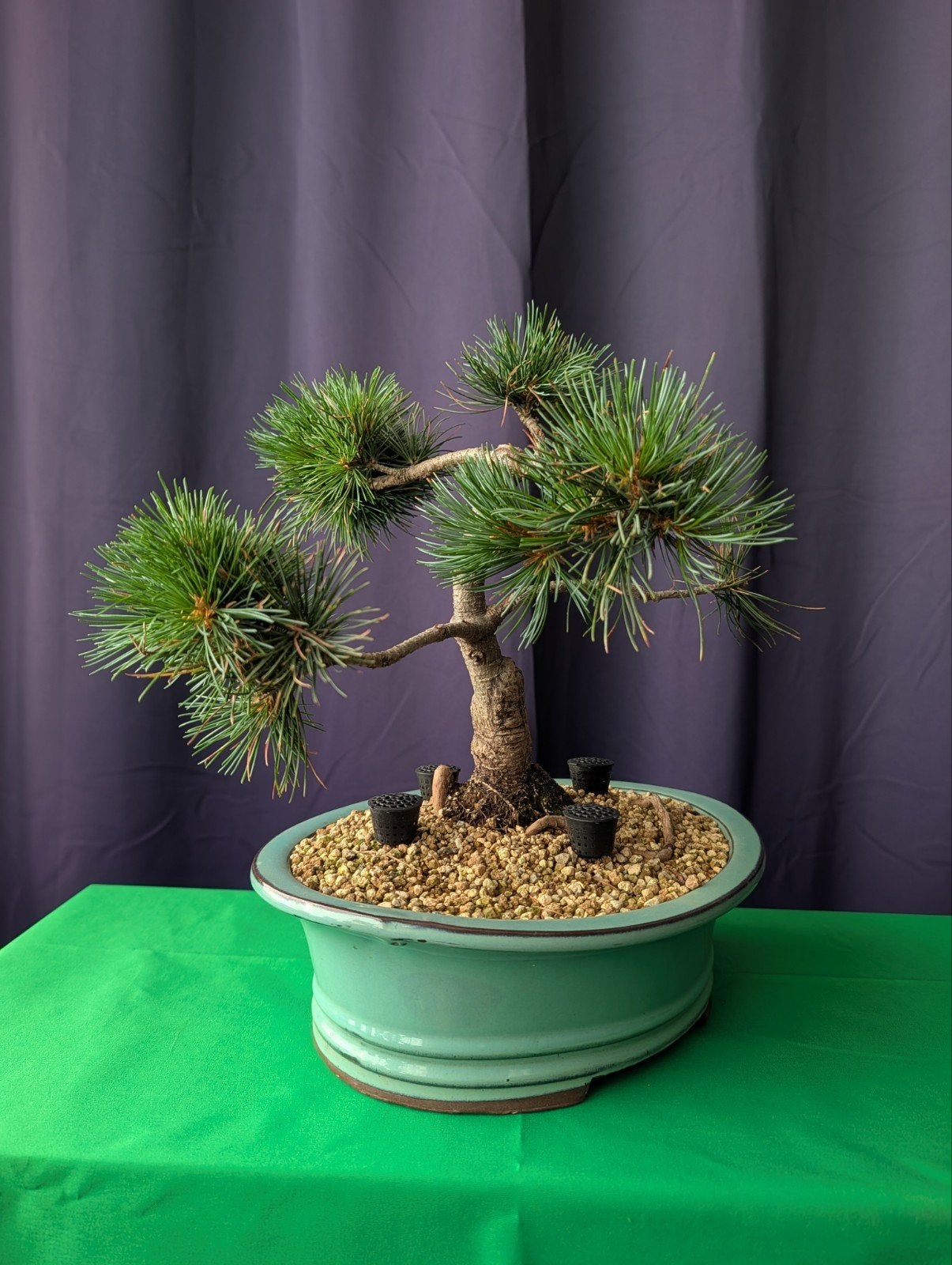 Prachtige Pinus Parviflora pre-Bonsai (Japanse Witte Den), Overige soorten, Minder dan 100 cm, Ophalen, Volle zon