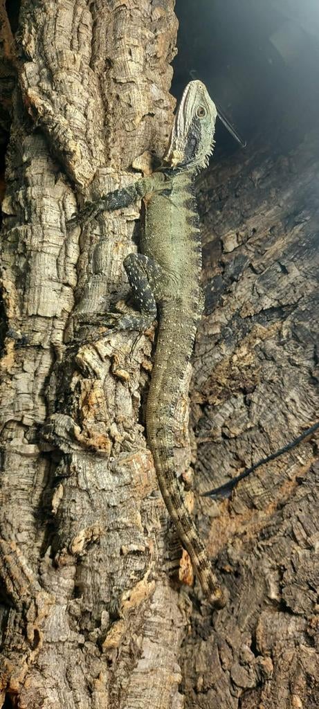 Reptiles Intellagama lesueurii 1.2, Dieren en Toebehoren, Reptielen en Amfibieën, Slang, 0 tot 2 jaar