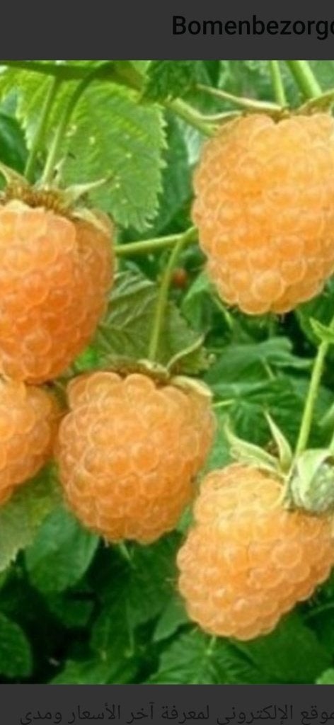 Onbespoten, biologische gele en rode zomer framboos., Ophalen of Verzenden, Minder dan 100 cm, Overige soorten, Zomer