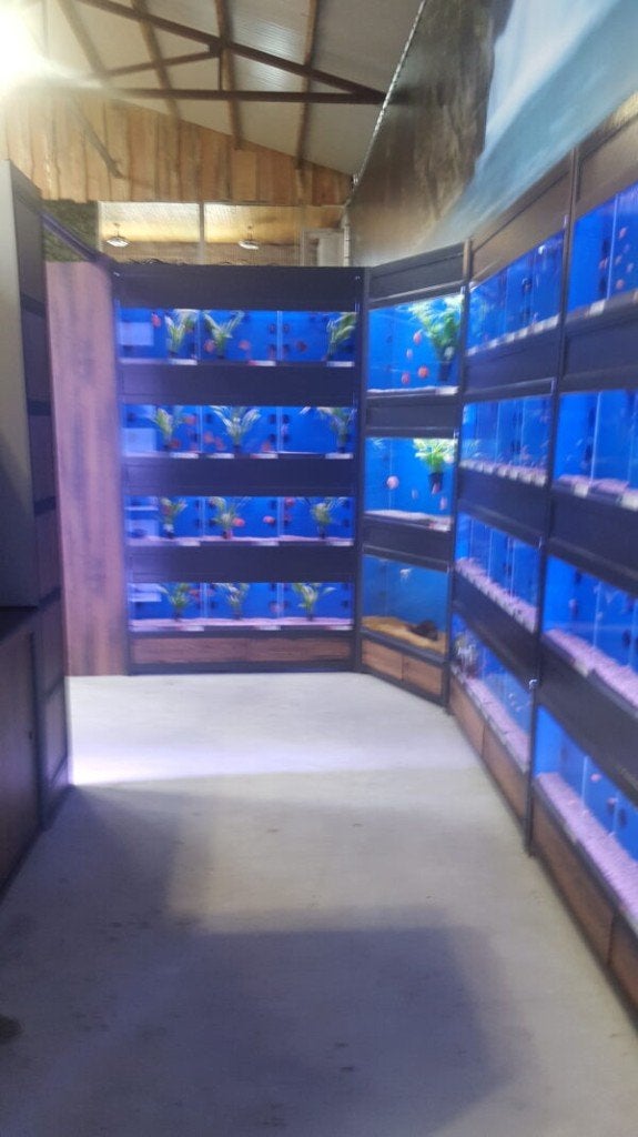Jarathana aquarium stelling 390 cm GG-Serie, Ophalen, Nieuw, Leeg aquarium, Overige merken