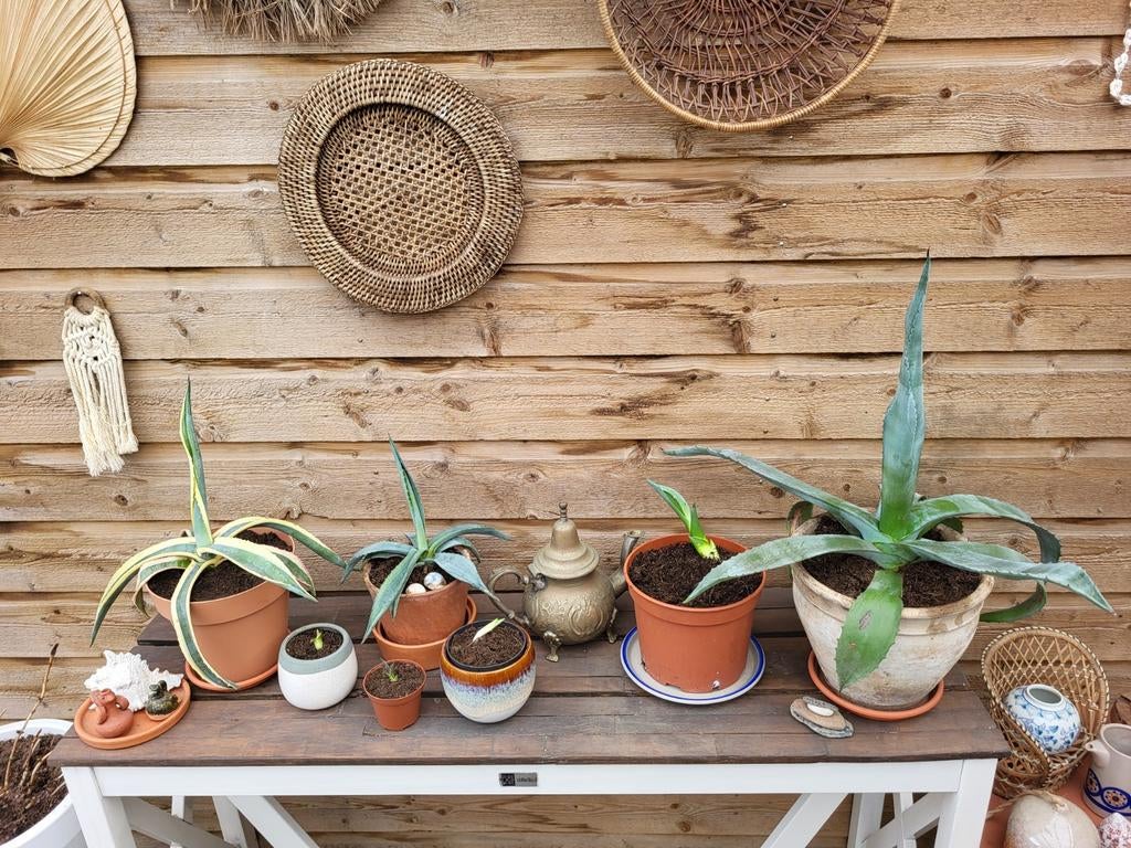 Blauwe Agave stekjes, Ophalen, Bloeit niet, Overige soorten, Volle zon