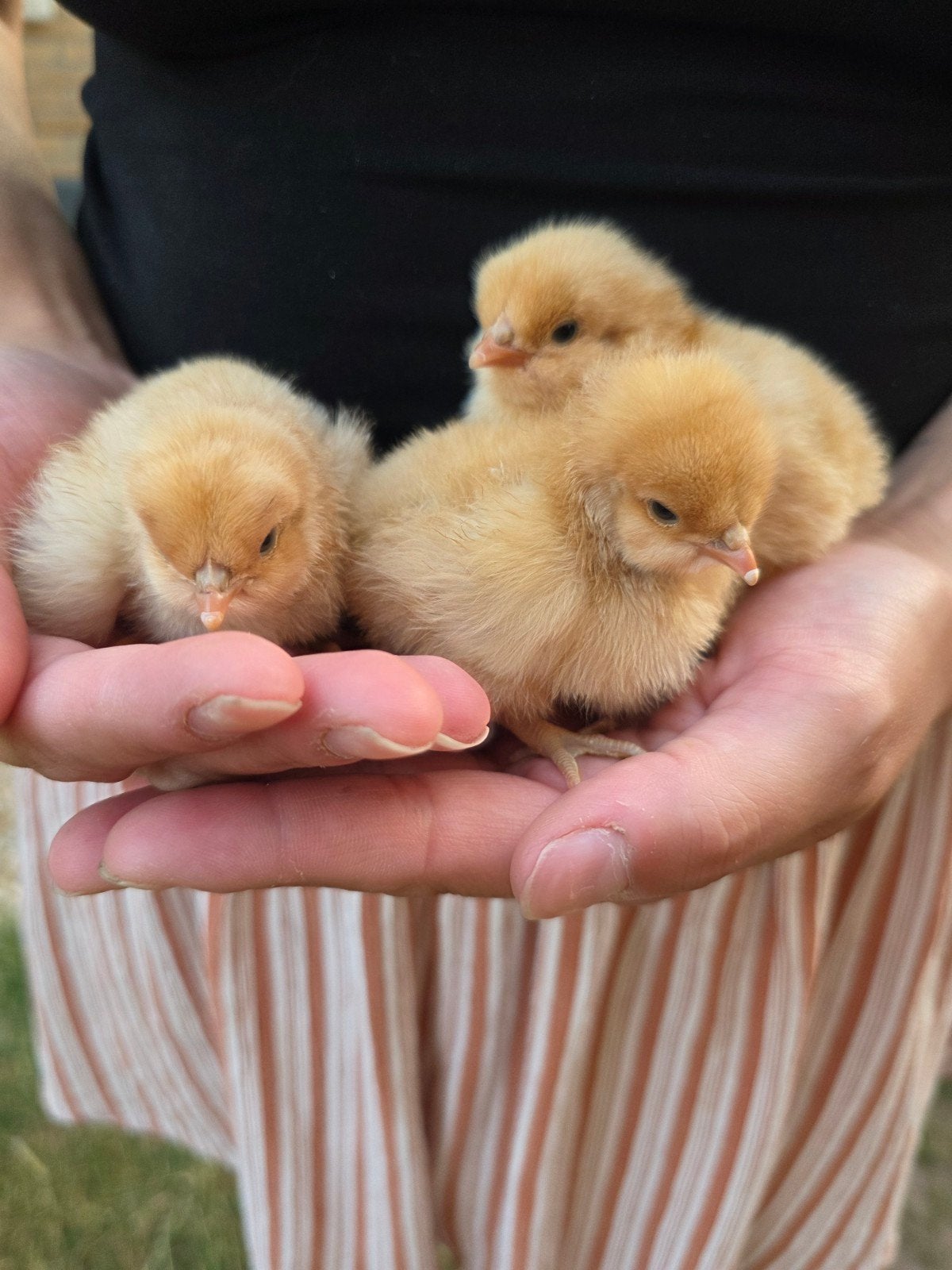 Orpington buff kuikentjes, Dieren en Toebehoren, Pluimvee, Kip, Geslacht onbekend