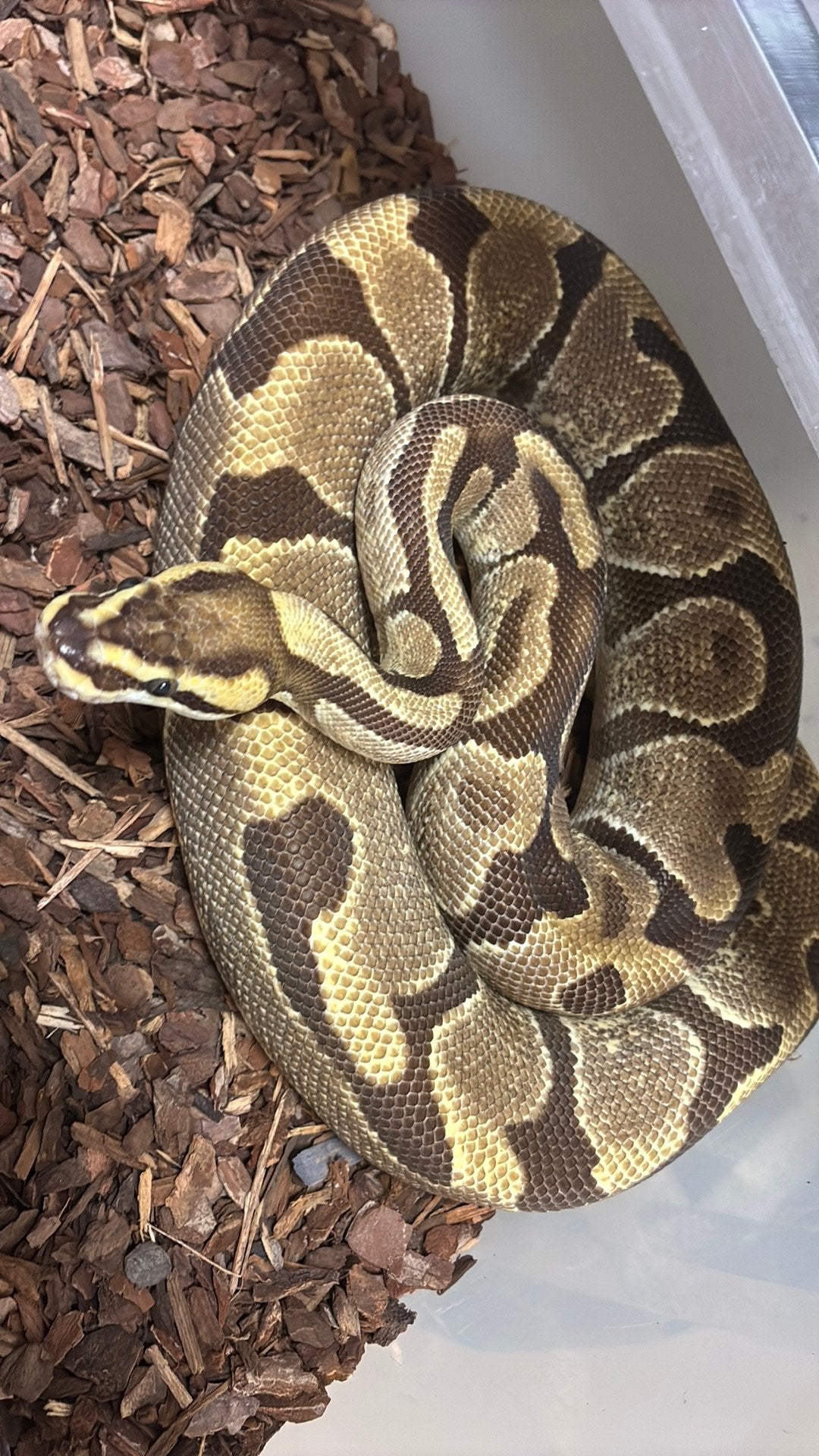 Ball python regius