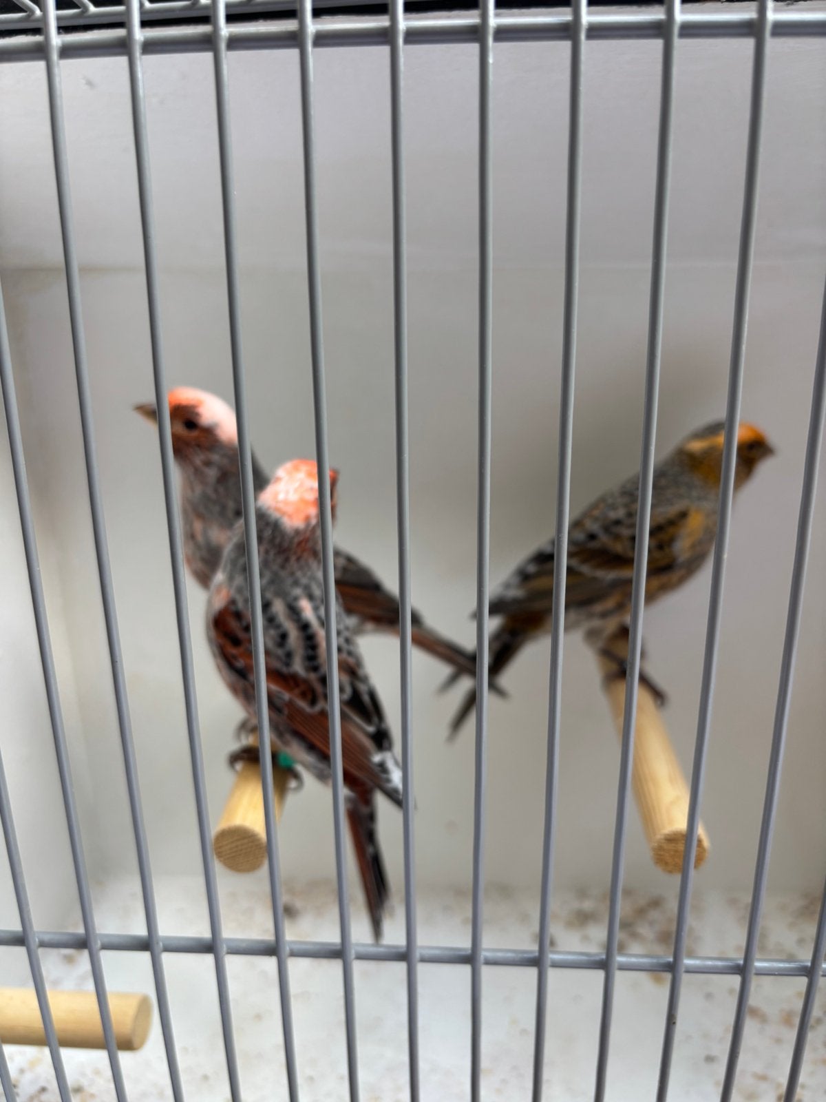 Te koop enkele koppels rode  lizard, Dieren en Toebehoren, Meerdere dieren, Kleurkanarie