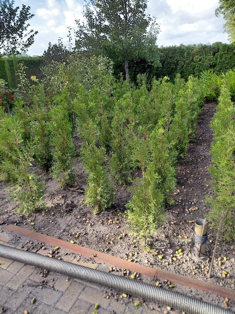 haagconifeer thuja brabant, Ophalen, Conifeer, 100 tot 250 cm