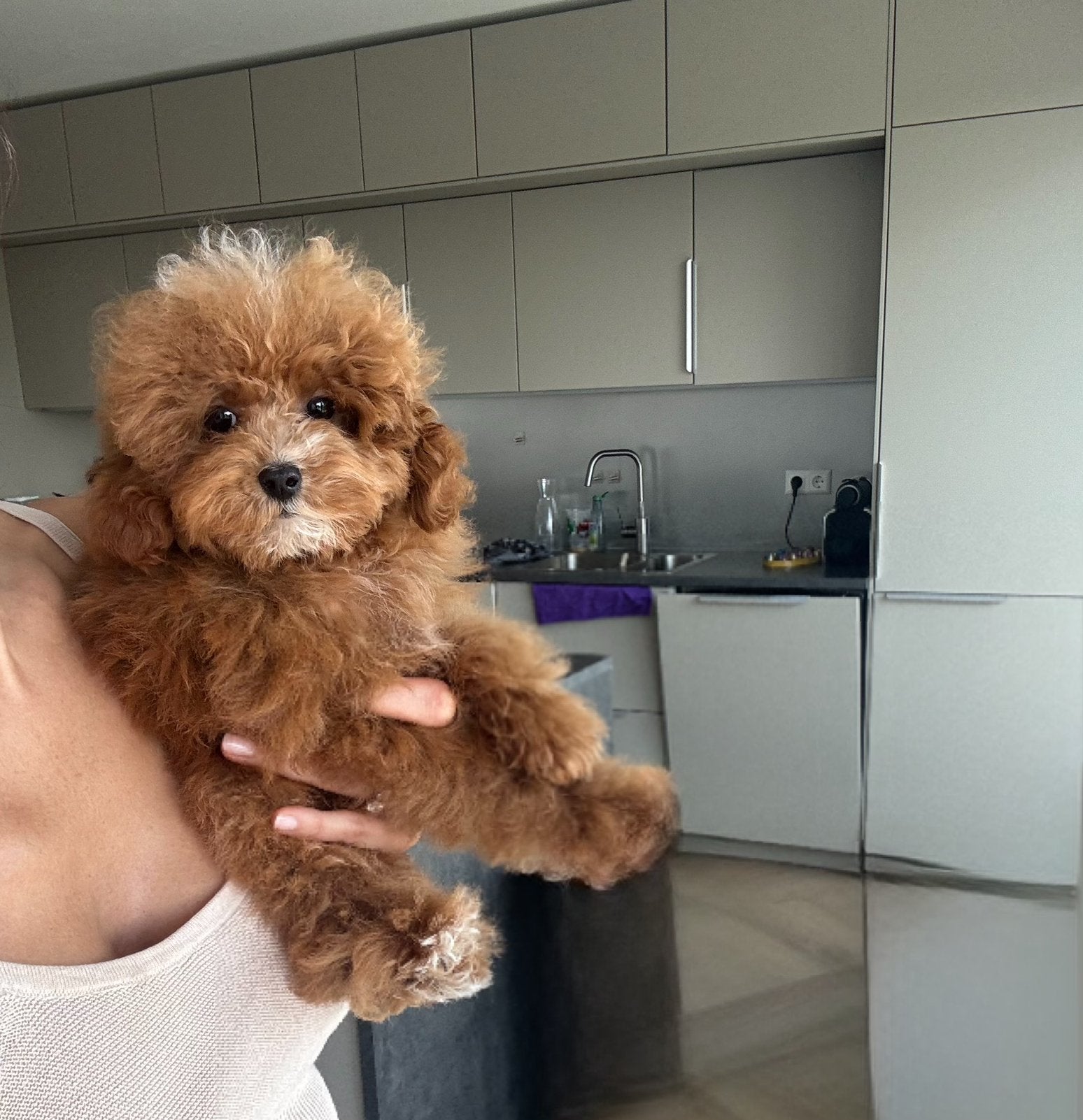 Exclusieve Aziatische Toy Poedel , Micro pup ( Maltipoo ), Dieren en Toebehoren, Particulier, Overige rassen, 8 tot 15 weken, Buitenland
