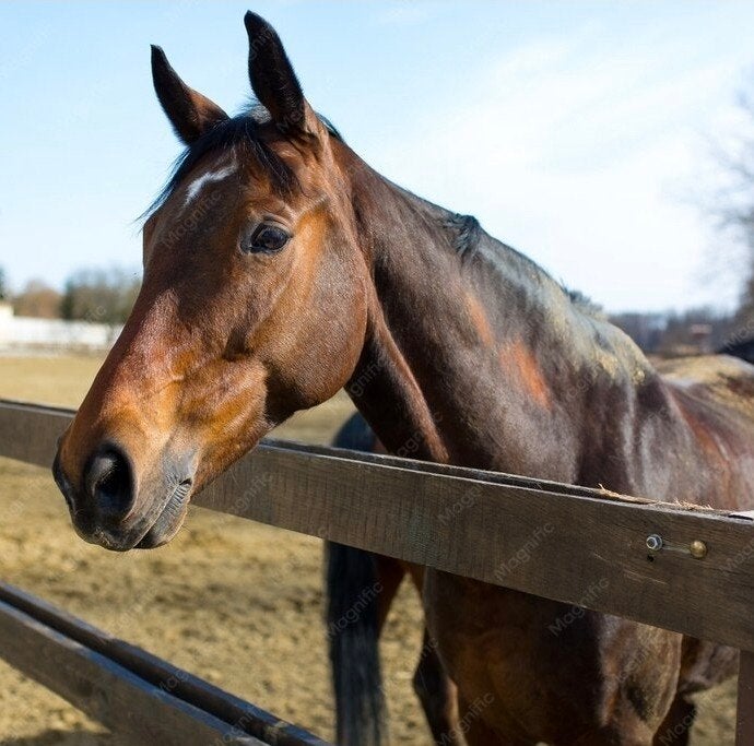 GEZOCHT uitloop stal stalling paard, Stalling