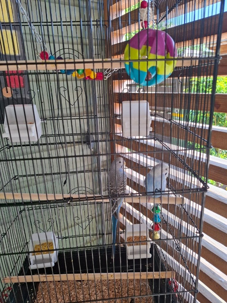 kooi met 2x parkiet, Dieren en Toebehoren, Geslacht onbekend, Parkiet, Geringd