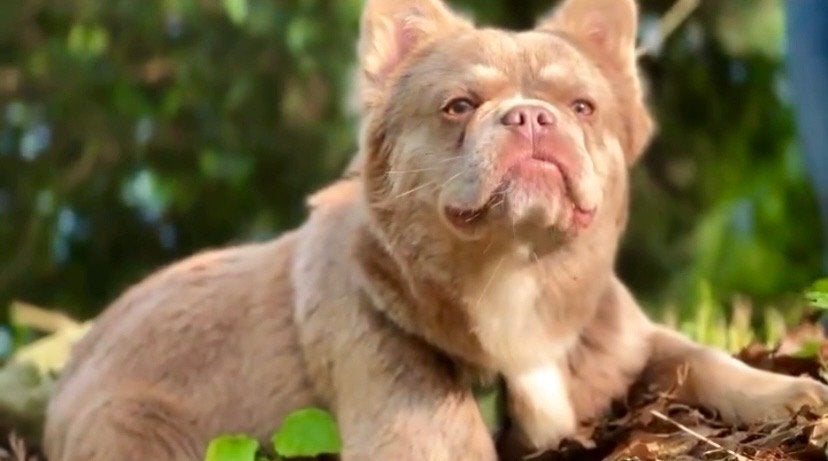 Franse Bulldog Dekreu, Reu, Bulldog, Eén hond, CDV (hondenziekte)