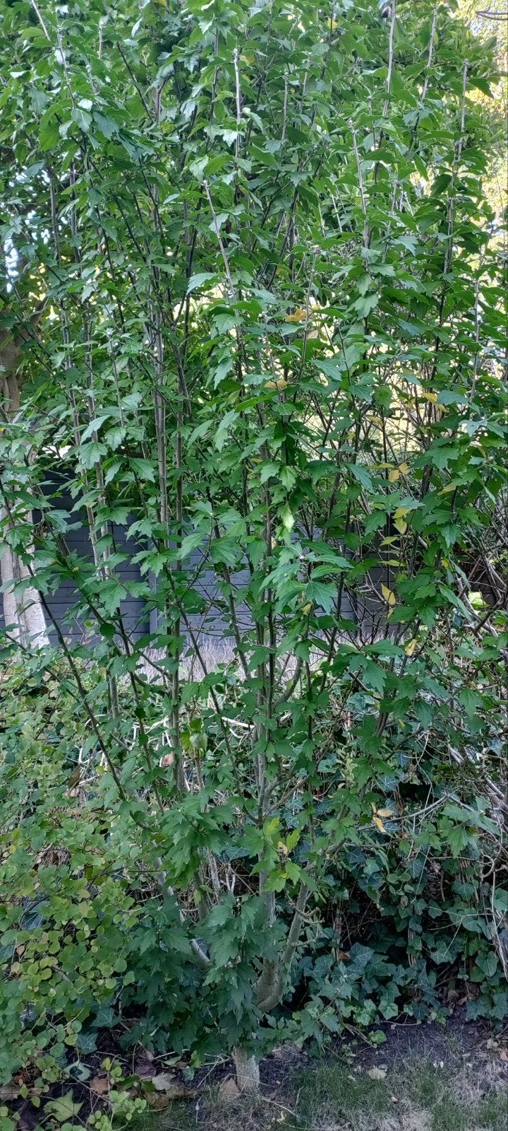 Hibiscus struik - prachtige bloeier voor uw tuin, Overige soorten, Volle zon, Vaste plant, Ophalen of Verzenden