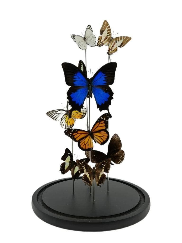 Glazen stolp 9 vlinders (Papilio ulysses) 40x23 cm, Verzamelen, Dierenverzamelingen, Ophalen of Verzenden, Nieuw, Insect, Opgezet dier