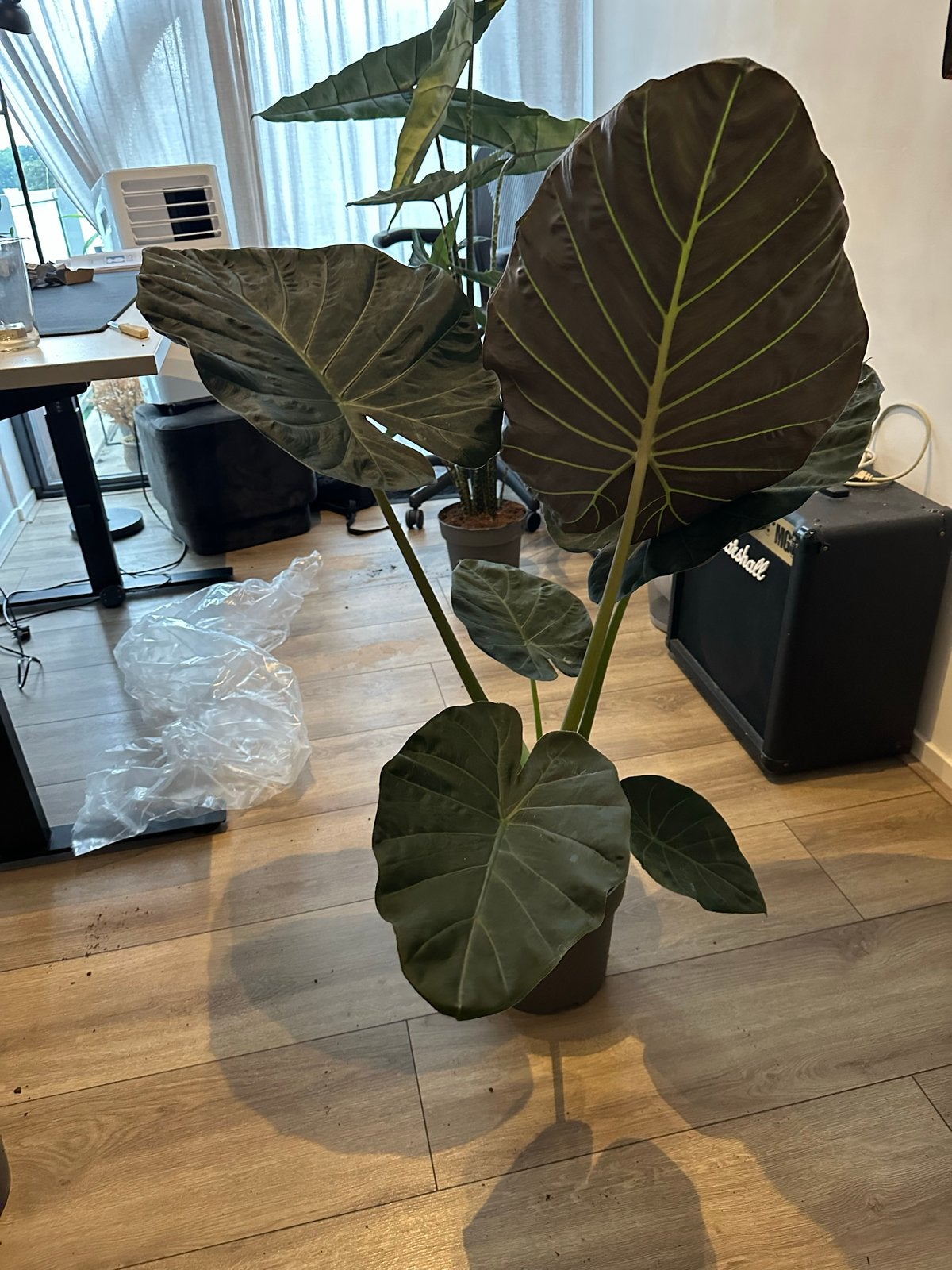 Alocasia Regal Shield - Grote en opvallende kamerplant, 100 tot 150 cm, Overige soorten, In pot, Groene kamerplant