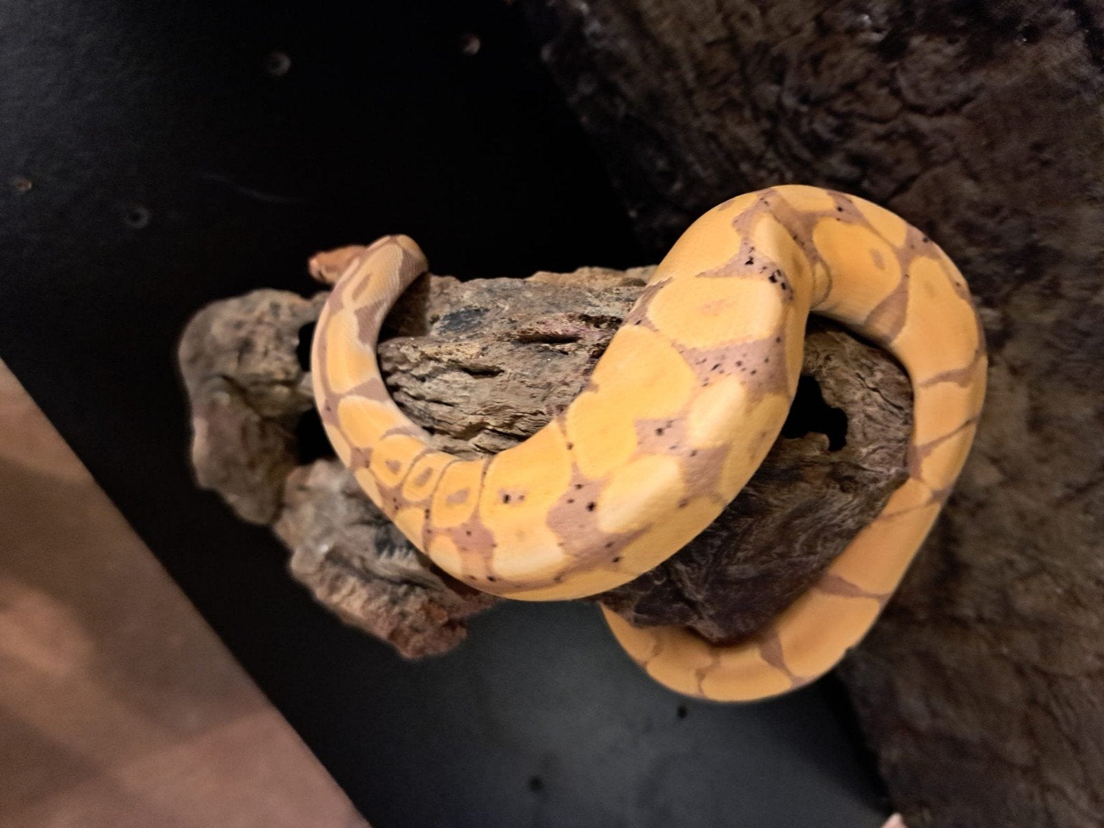 koningspython (regius) coral glow enchi man Ball Python photo 2