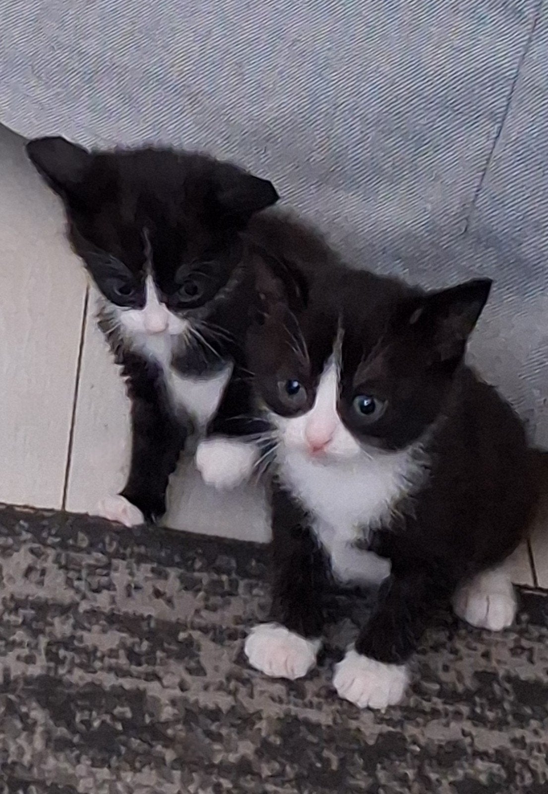 Er zijn nog 2 kitten vrouwtjes over, Dieren en Toebehoren, Katten en Kittens | Raskatten | Korthaar, Poes, Ontwormd, 0 tot 2 jaar