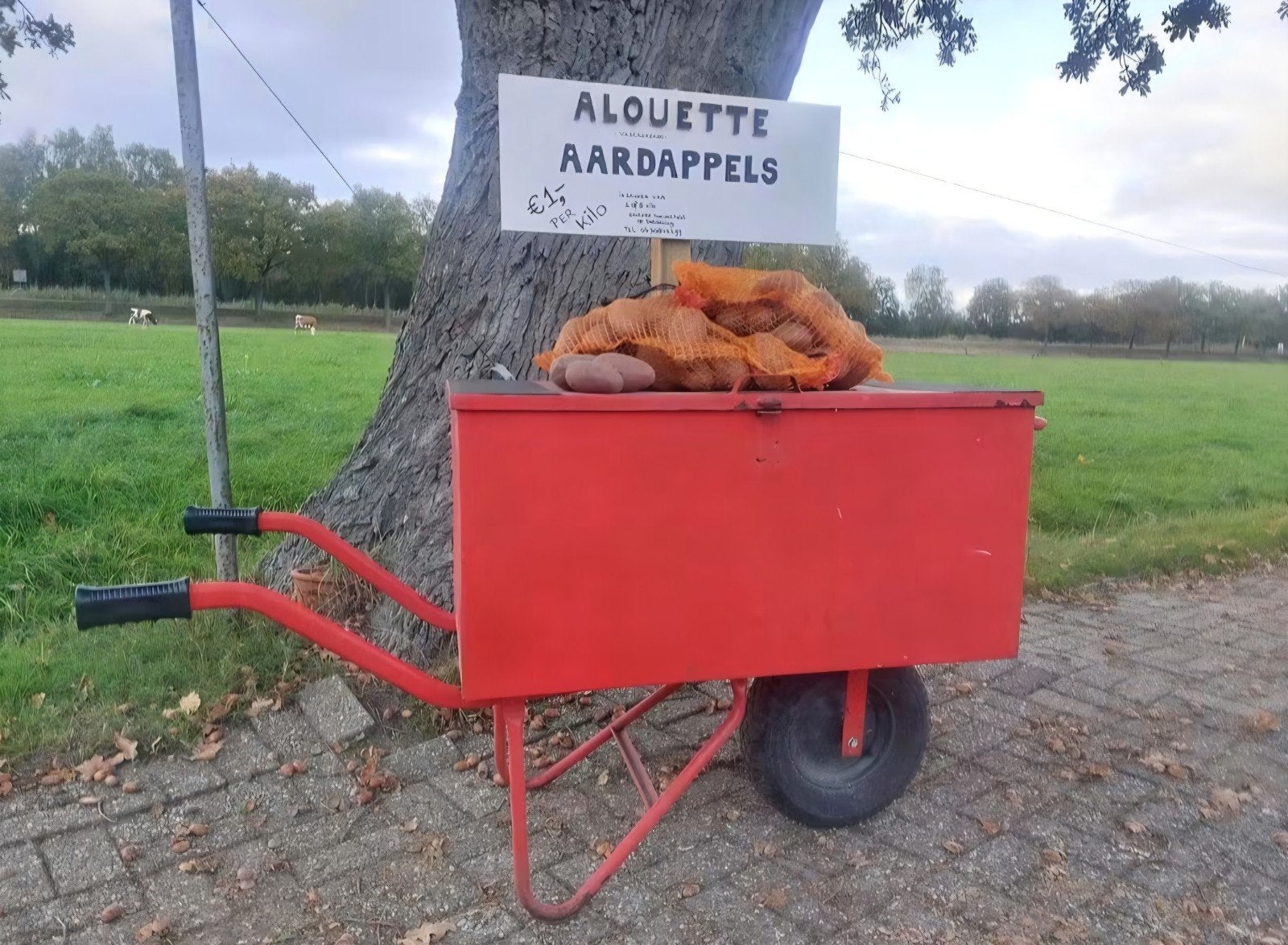 Nieuwe Biologische Alouette aardappels, Ophalen, Lente