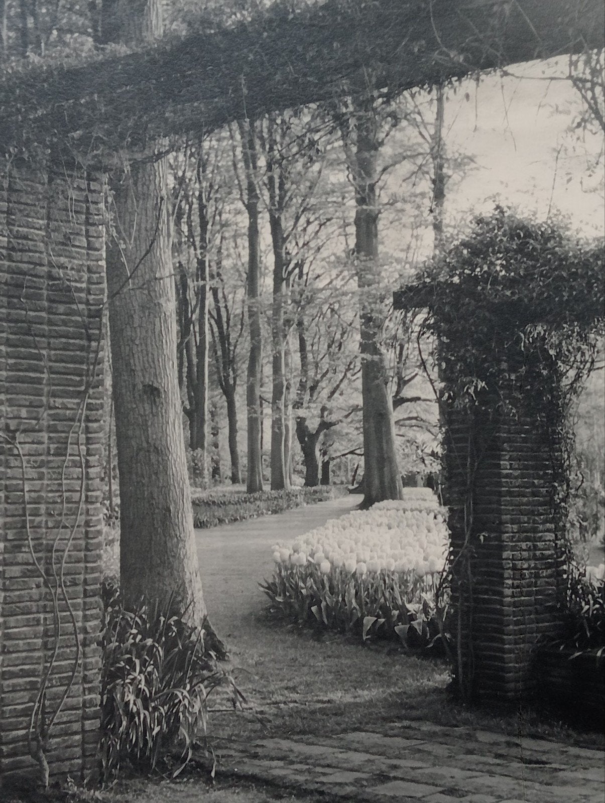Oude foto Keukenhof Piet Pijnenburg, Ophalen of Verzenden, Voor 1940, Gebruikt, Overige onderwerpen