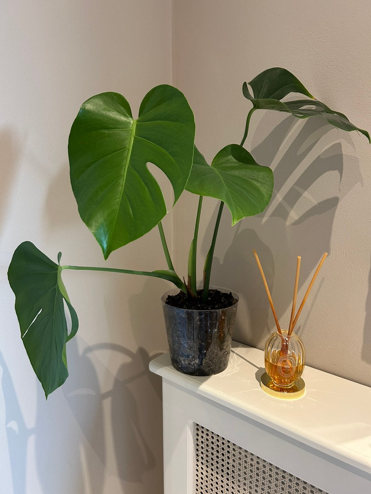 Mooie Monstera plant, Huis en Inrichting, Ophalen, Halfschaduw, Minder dan 100 cm