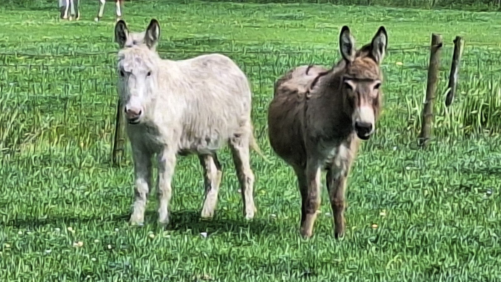 2 EZELS MERRIES met  1 HENGSTVEULEN, Meerdere dieren, Schaap