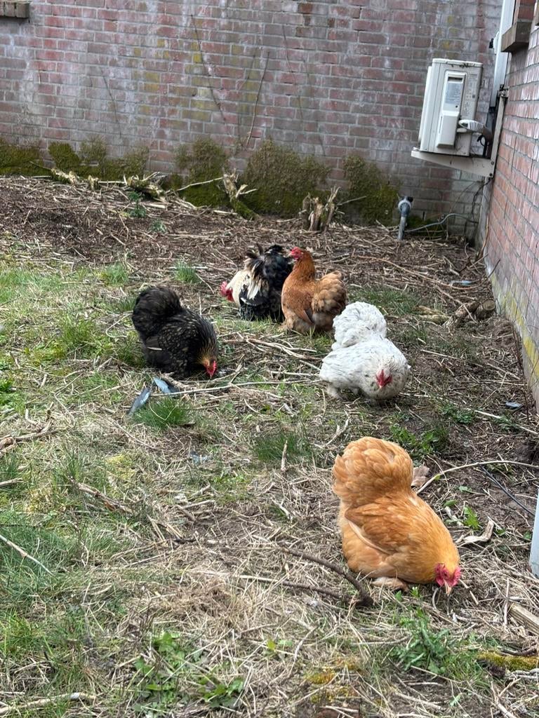 Hele mooie cochins te koop, Dieren en Toebehoren, Pluimvee, Mannelijk, Kip