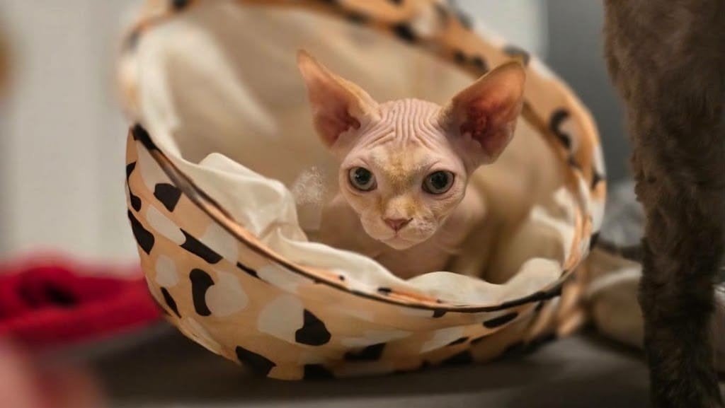 Devon rex  kitten, Kater, Met stamboom, 0 tot 2 jaar