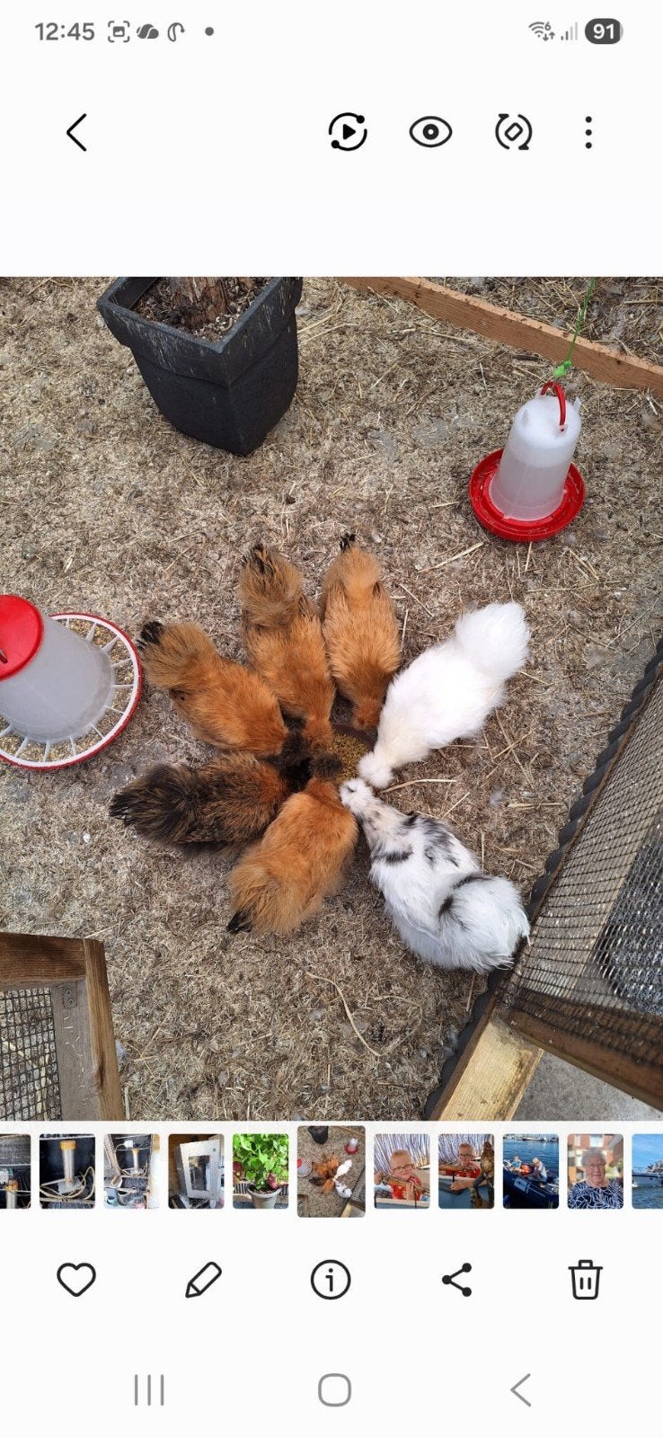Kriel zijderhoentjes, Dieren en Toebehoren, Pluimvee, Vrouwelijk, Kip