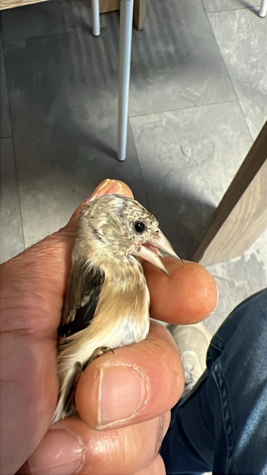 Parva putters, Dieren en Toebehoren, Meerdere dieren, Zangkanarie