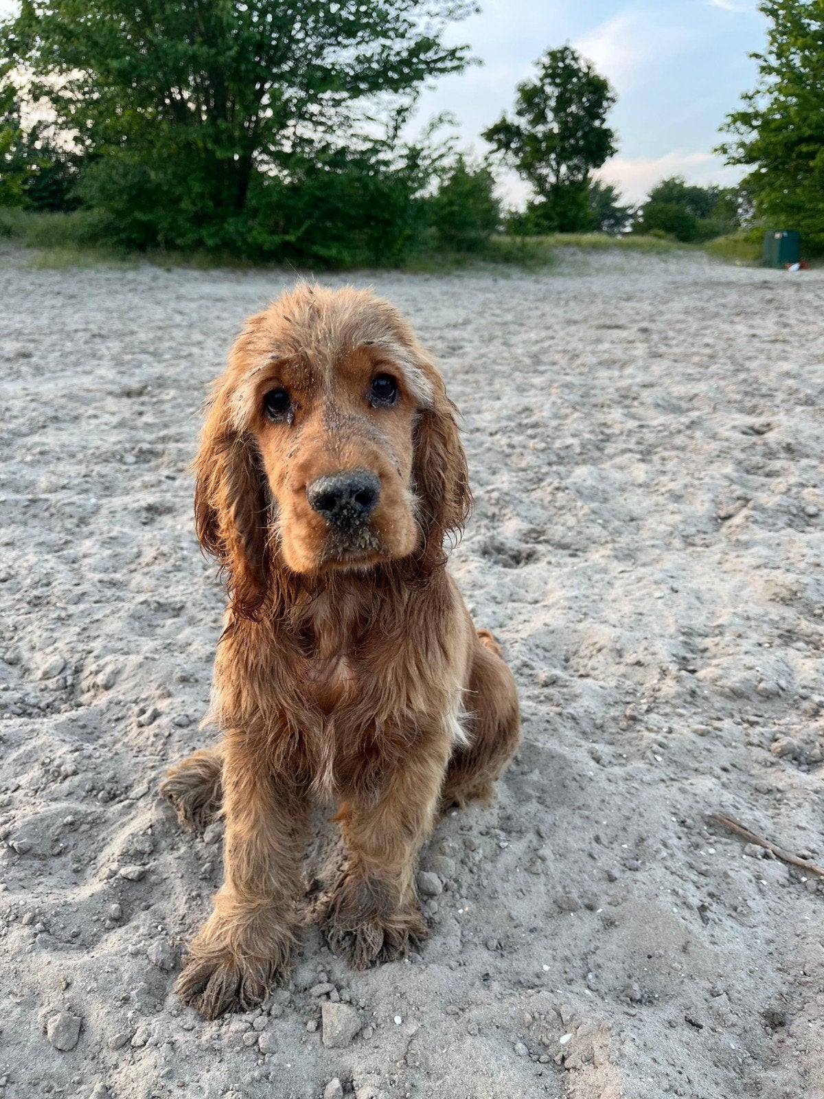 Prachtige cocker spaniel dekreu, Reu, 1 tot 2 jaar, Parvo, Eén hond