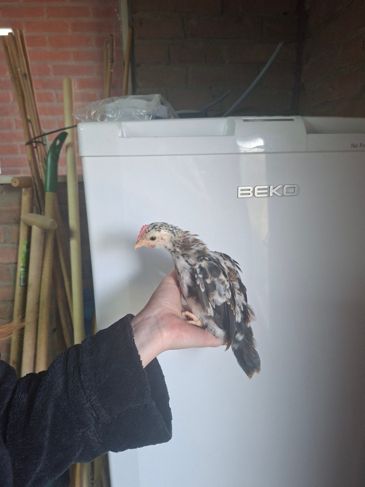Serama haantje 8 weken, Dieren en Toebehoren, Mannelijk, Kip