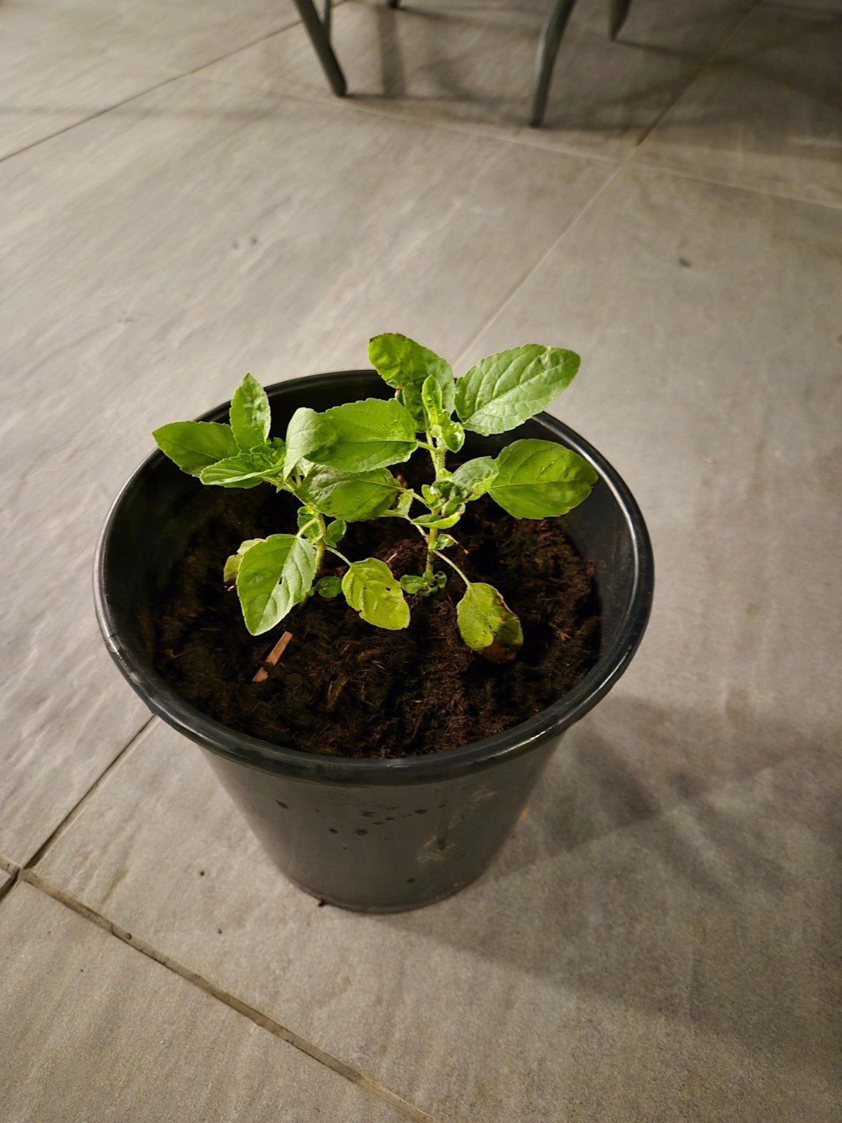 2 Jonge Holy basilicumplant (Tulsi) plant in pot, Ophalen, Overige soorten, Volle zon