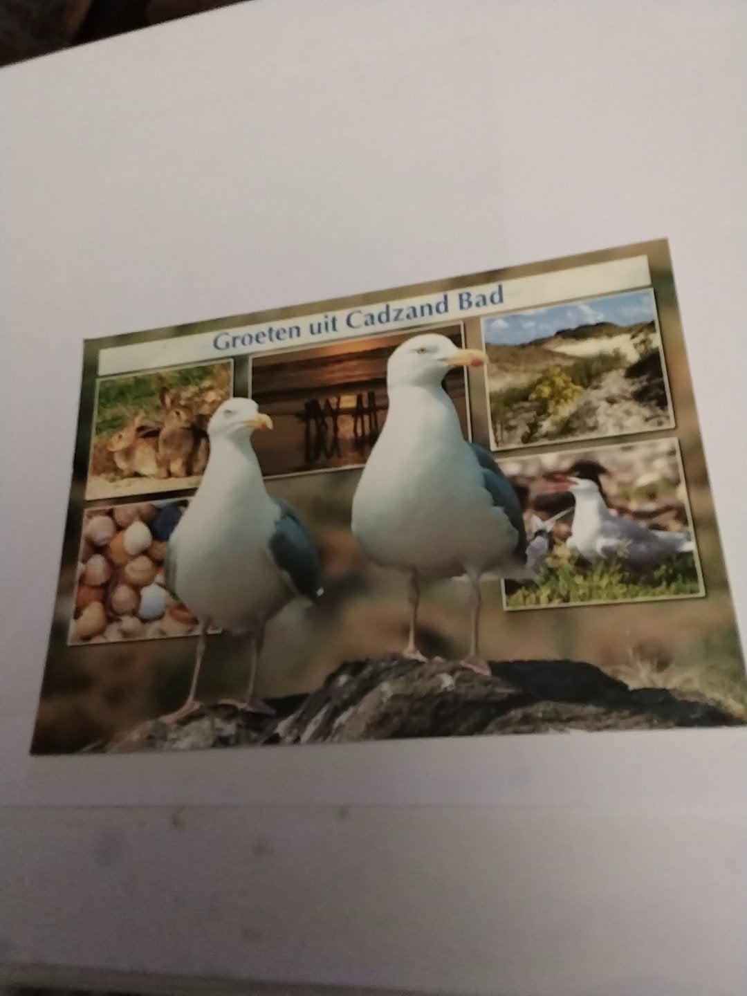Ansichtkaart Groeten uit Cadzand Bad - Meeuwen, Ophalen of Verzenden