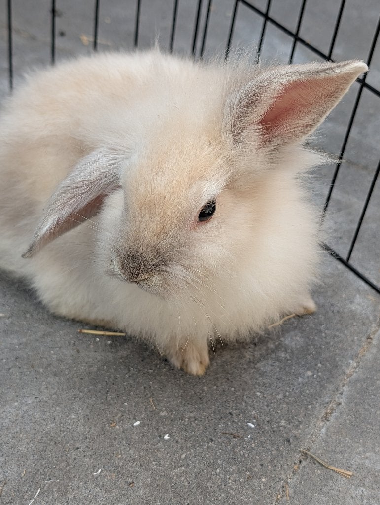 Laatste super lieve baby konijntje, Dieren en Toebehoren, Konijnen, Mannelijk, Klein, Hangoor, 0 tot 2 jaar