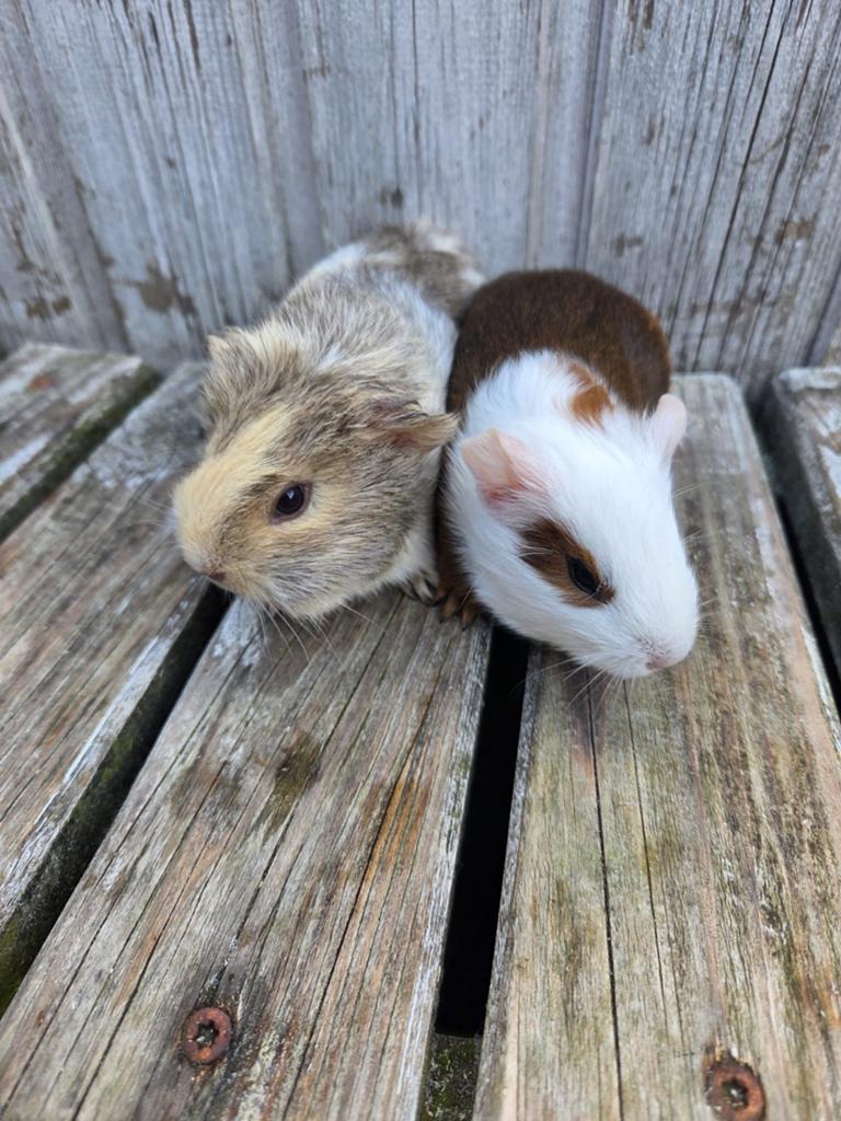 Cavia zeugjes, Dieren en Toebehoren, April, Vrouwelijk, Cavia