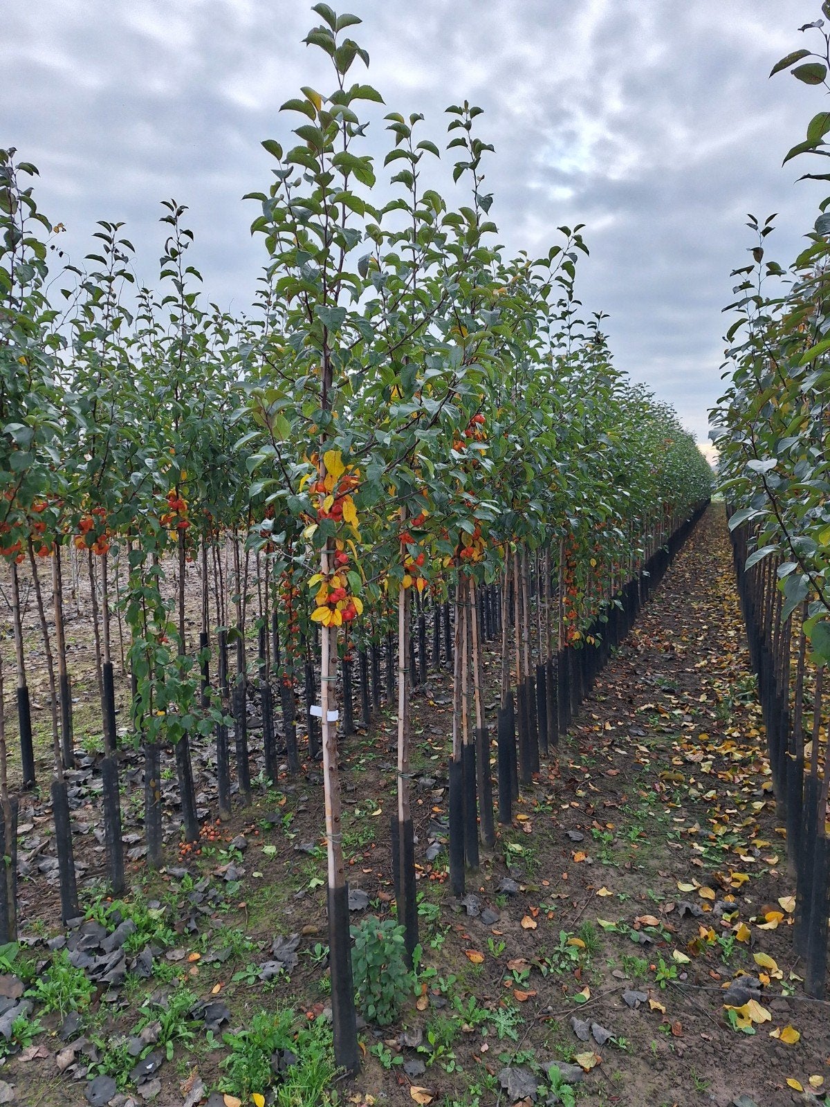 Malus 'Evereste' sierappel 🌳🍎, Ophalen