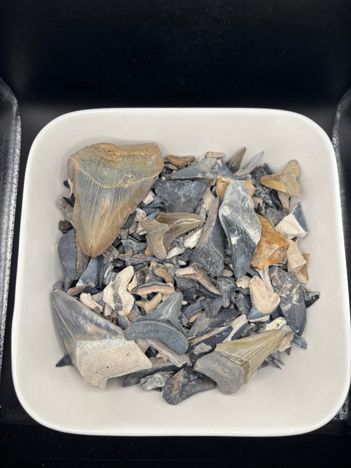 Fossiele Haaientanden set Bone Valley 1.1 Kg!, Verzamelen, Mineralen en Fossielen, Ophalen of Verzenden, Fossiel