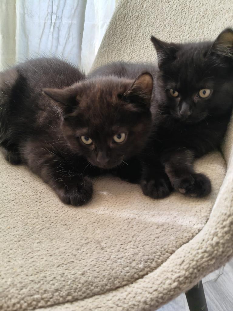 Britse korthaar kitten kruising, Kater, Ontwormd