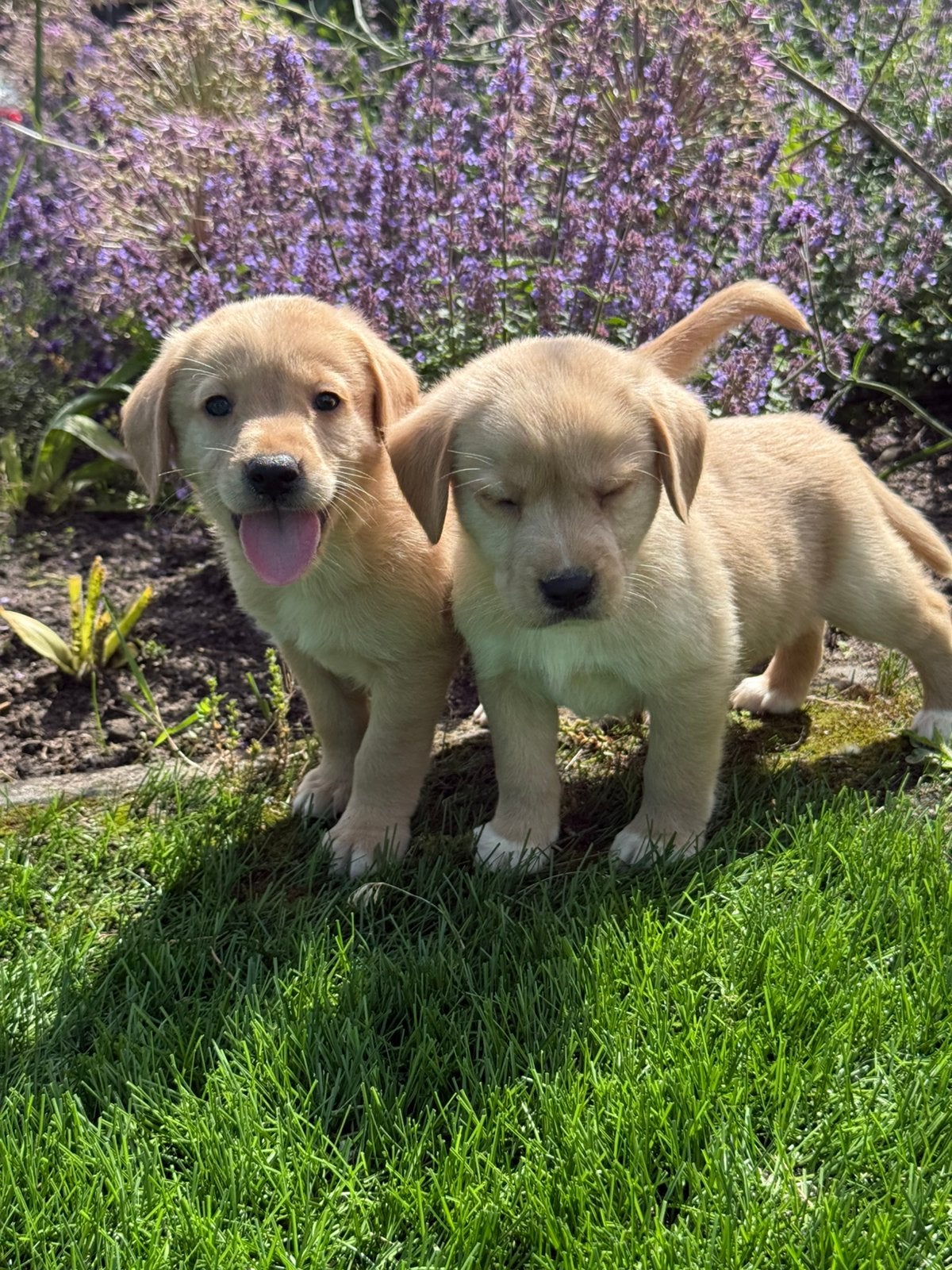 Labrador x Nova scotia duck tolling retriever, Nederland, Parvo, 8 tot 15 weken, Labrador retriever