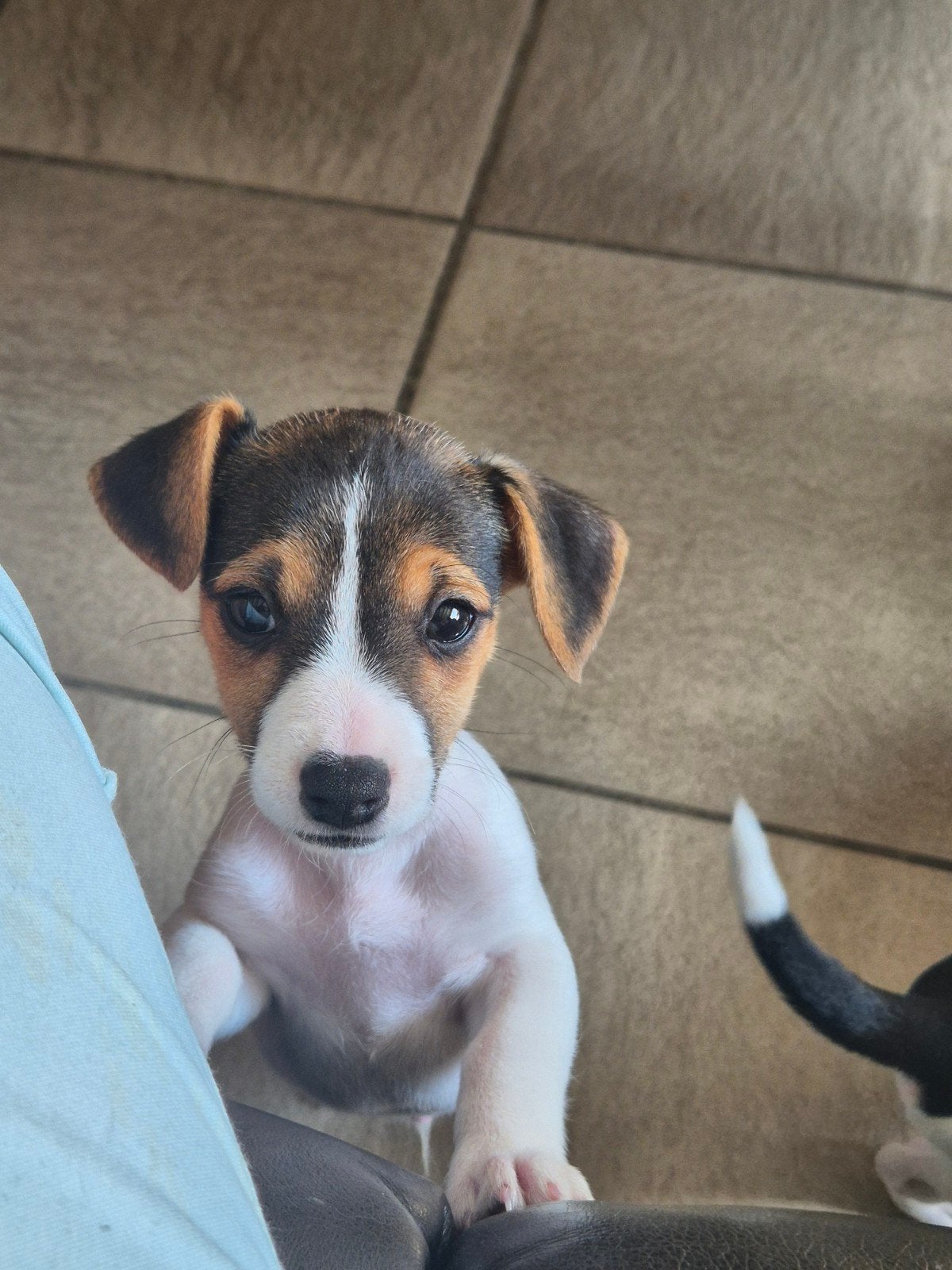 Bijzonder mooi getekende Jack Russel pups!!, Jack Russell Terriër, 8 tot 15 weken, Meerdere, Meerdere dieren