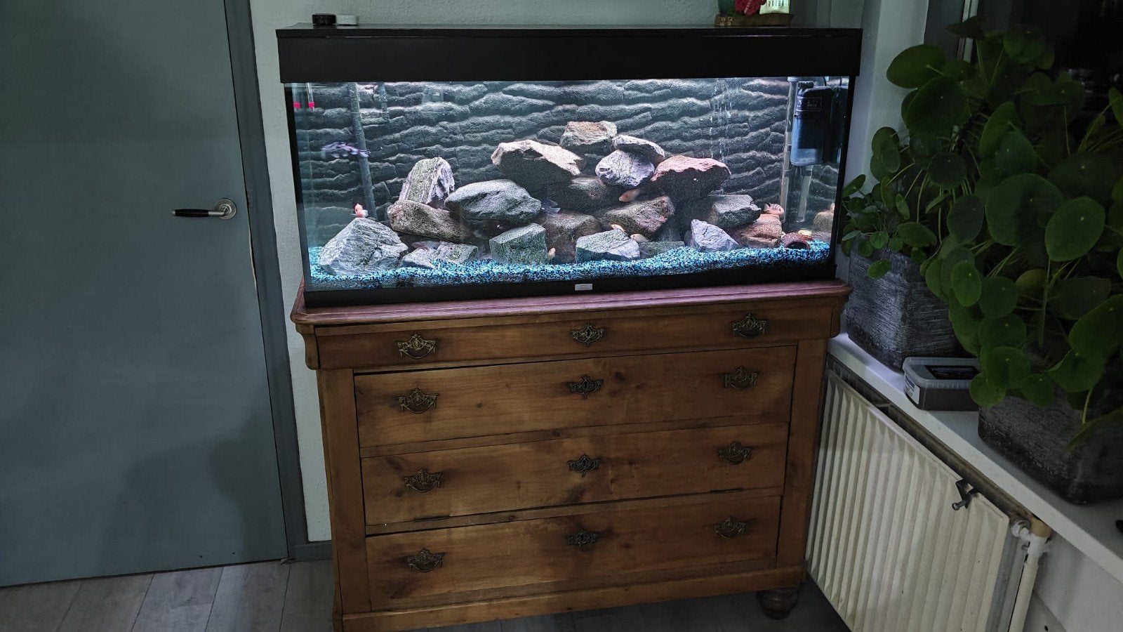 mooi aquarium met Malawi Chicliden, Dieren en Toebehoren, Vissen | Aquaria en Toebehoren, Ophalen, Zo goed als nieuw, Gevuld zoetwateraquarium