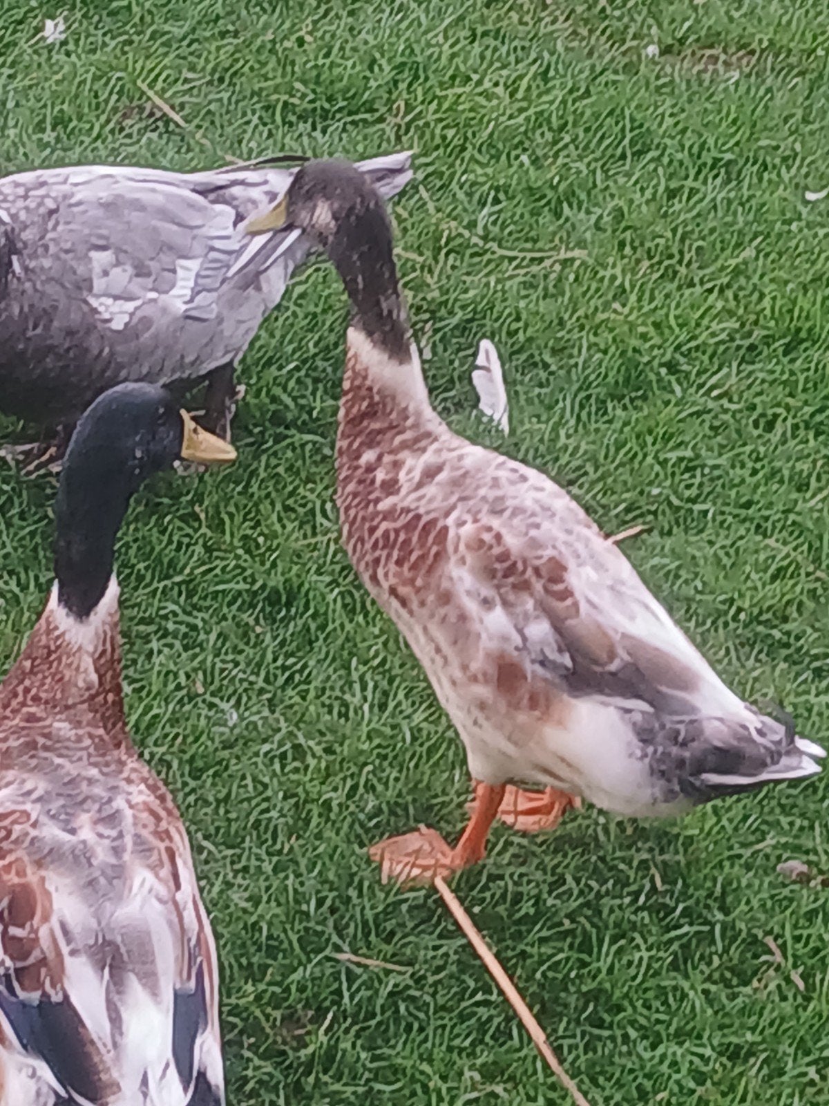 3 loop eenden, Dieren en Toebehoren, Mannelijk, Eend
