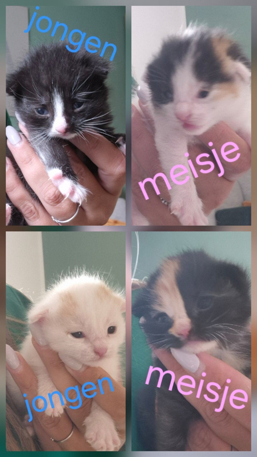 4 kittens, Dieren en Toebehoren, Katten en Kittens | Overige Katten, Meerdere dieren
