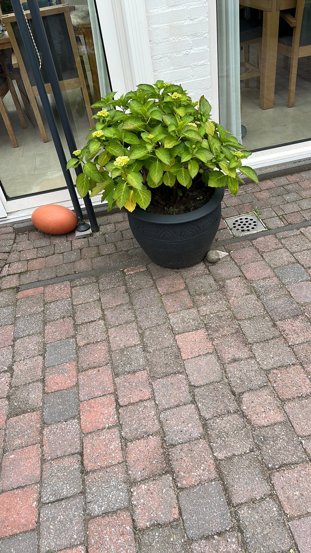 Mooie grote bloempot, Ophalen of Verzenden, Overige soorten, Volle zon
