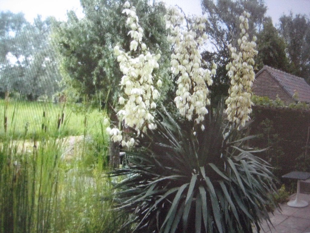 Moederplant yuka met veel stekken, Tuin en Terras, Planten | Tuinplanten, Volle zon, Vaste plant, Bloeit niet, Ophalen