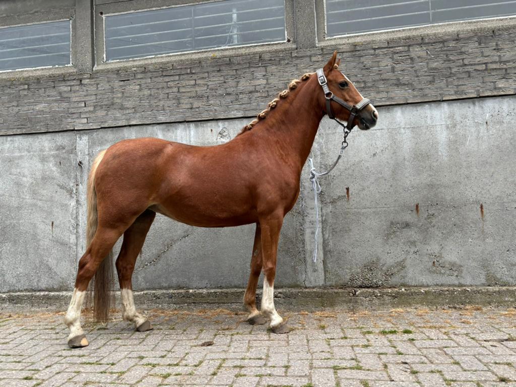 Merrie, 8 jaar, 127 hoog, lees ajb de beschrijving goed, Merrie, Minder dan 160 cm, Met stamboom, Niet van toepassing