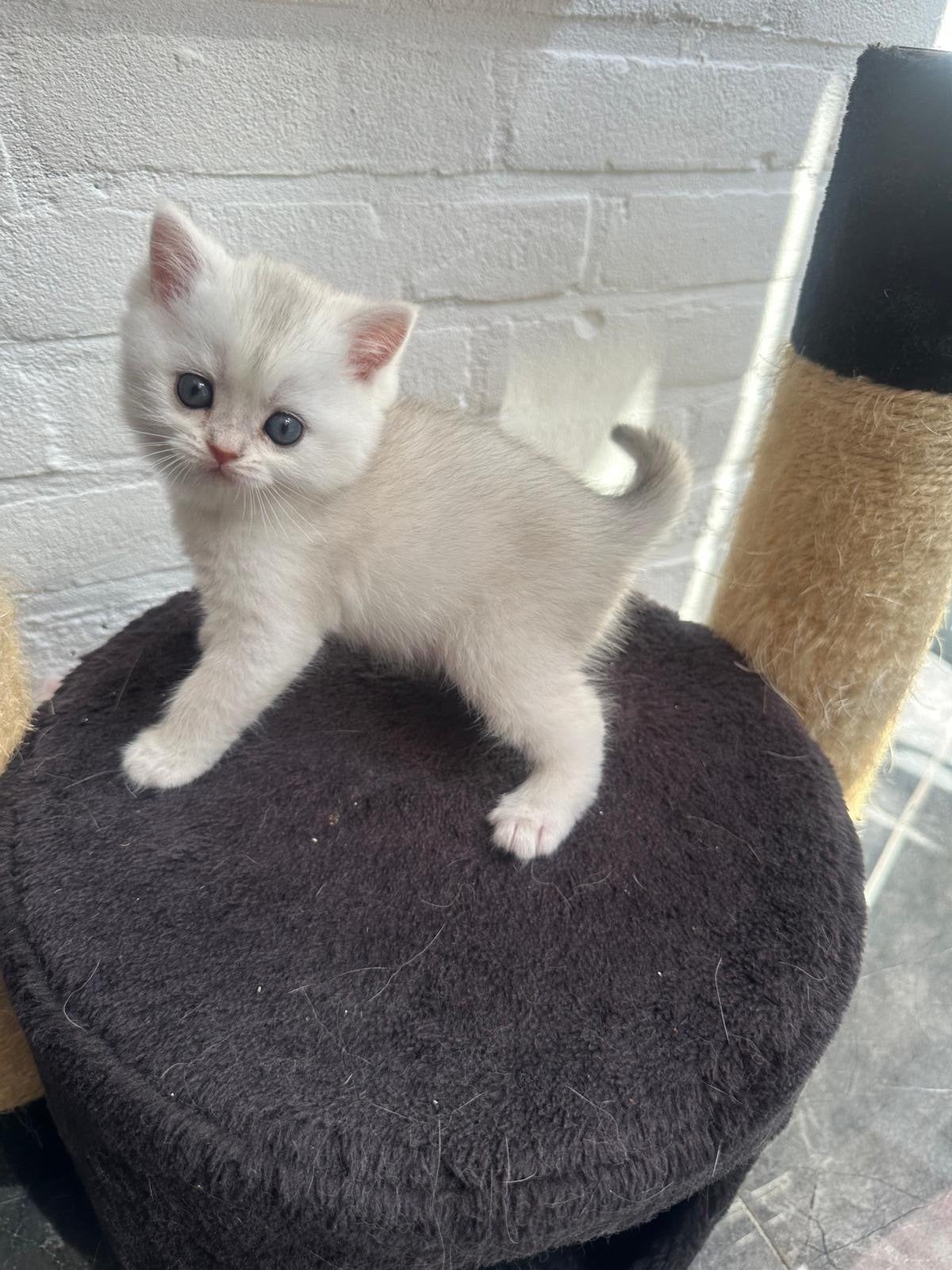 Britse Korthaar Kittens – 2 Poezen & 1 Kat –, Dieren en Toebehoren, Katten en Kittens | Overige Katten, Meerdere dieren